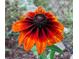 A vibrant close-up of a Black-Eyed Susan flower in full bloom, displaying rich, warm tones at 9359 Barnes Ave, Conifer, CO 80433