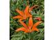 Close-up of vibrant orange lilies with distinctive spots, set against lush green foliage at 9359 Barnes Ave, Conifer, CO 80433