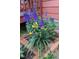 Lush flowerbed with vibrant purple and yellow blossoms adding a pop of color to the garden at 9359 Barnes Ave, Conifer, CO 80433