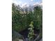 Vibrant garden featuring sunflowers and a climbing trellis with lush greenery at 9359 Barnes Ave, Conifer, CO 80433