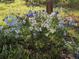 Beautiful garden with light blue and white flowers at 9359 Barnes Ave, Conifer, CO 80433