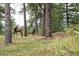 Elk in the forest at 2521 Juniper Ct, Golden, CO 80401