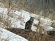 Bobcat on the property, indicating the real estate's natural surroundings at 6835 Surrey Trl, Littleton, CO 80125