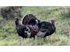 Wild turkeys grazing in the grassy fields surrounding the real estate property at 6835 Surrey Trl, Littleton, CO 80125