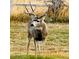 Close-up of a deer in a field at 6835 Surrey Trl, Littleton, CO 80125