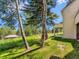 Lush backyard featuring birch and pine trees creating a peaceful, shaded landscape at 2012 Tournament Ct, Evergreen, CO 80439