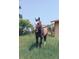 Beautiful horse standing in a lush green field under a clear blue sky at 326 E Oak Hills Dr, Castle Rock, CO 80108