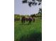 Pasture featuring a brown horse behind a wooden fence at 326 E Oak Hills Dr, Castle Rock, CO 80108