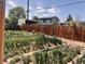 Landscaped backyard with a wooden fence, offering privacy and a serene outdoor space for relaxation and enjoyment at 481 Cragmore St, Denver, CO 80221