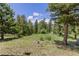 Scenic view of a lush, grassy backyard surrounded by tall pine trees at 173 Silver Cloud Ln, Boulder, CO 80302
