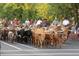 A traditional cattle drive with cowboys on horseback, showcasing the area's western heritage and charm at 4157 Astrion Ct, Castle Rock, CO 80104