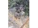 A beautiful deer with large antlers appears from amongst the trees at 1575 York Gulch Rd, Idaho Springs, CO 80452