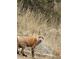 A fox standing amongst the tall grass at 1575 York Gulch Rd, Idaho Springs, CO 80452