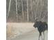 A moose appears crossing the road through a field of snow covered trees at 1575 York Gulch Rd, Idaho Springs, CO 80452