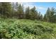 Overgrown land with lush green foliage and tall grasses offering potential for landscaping and privacy in a natural setting at 10142 S Turkey Creek Rd, Morrison, CO 80465