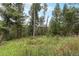 Wooded land with tall trees and thick grasses, a picturesque setting, possibly offering privacy and natural beauty at 10142 S Turkey Creek Rd, Morrison, CO 80465