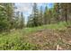 Scenic land showcasing a gently sloping grassy area bordered by tall trees, offering a peaceful and natural setting under a bright sky at 10142 S Turkey Creek Rd, Morrison, CO 80465