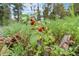 Land with ripening wild raspberries on the vine, suggesting fresh, natural produce and the potential for a fruitful harvest at 10142 S Turkey Creek Rd, Morrison, CO 80465
