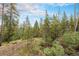 Scenic land featuring a mix of mature pine trees, undergrowth, and a gently sloping landscape under a bright, partly cloudy sky at 10142 S Turkey Creek Rd, Morrison, CO 80465
