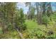 Picturesque wooded land featuring tall trees, lush ground cover and ferns, and fallen logs under a partly cloudy sky at 10142 S Turkey Creek Rd, Morrison, CO 80465
