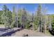 Large lot filled with aspen and evergreen trees under a bright blue sky at 12229 Circle Dr, Conifer, CO 80433