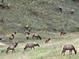 Several elk graze on the hillside in this home's natural backyard setting at 426 Buena Vista Rd, Golden, CO 80401