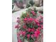 A vibrant flower garden displays various colorful flowers lining a sidewalk at 8617 Gold Peak Dr # D, Highlands Ranch, CO 80130