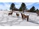 Majestic elk in a snowy landscape at 3891 Windchant, Castle Rock, CO 80104