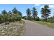 Private driveway leads to a secluded home nestled amongst mature trees and lush greenery at 5800 Elk View Ct, Larkspur, CO 80118