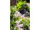 Close up of flowering lilac bushes in landscaping at 720 S Clayton St, Denver, CO 80209