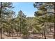 Lush forest, which shows the vastness and beauty of the neighborhood at 7649 Pineridge Ter, Castle Pines, CO 80108