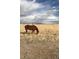 Image of a brown horse grazing in a field of tall, dry grass under a cloudy sky at 48155 E 56Th Ave, Bennett, CO 80102