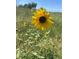 Close up view of a yellow sunflower growing in a field of grasses at 48155 E 56Th Ave, Bennett, CO 80102