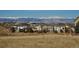 Residential neighborhood with mountain views; showcasing the community's scenic backdrop at 2600 Reserve Ct, Erie, CO 80516