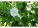 Close-up of a white flower with green leaves, showcasing natural beauty and detail at 5193 S Flanders Ln, Centennial, CO 80015