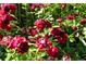 Close-up of vibrant red roses with lush green foliage, adding beauty and charm to the landscape at 5193 S Flanders Ln, Centennial, CO 80015