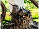 Picture of a beautiful hummingbird in a nest at 4378 Fell Mist Way, Castle Rock, CO 80109