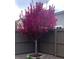 Small tree blooms pink flowers inside of fenced in backyard at 10597 Casper St, Parker, CO 80134
