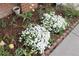 Beautiful flower garden featuring white flowers, mulch, and decorative brick edging at 1395 S Josephine St, Denver, CO 80210