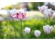 Close-up of pink and white tulips in a garden, highlighting their delicate details at 1652 N Lafayette St # 1, Denver, CO 80218