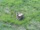 Deer resting in the grass of the backyard, showcasing the natural beauty of the property at 12380 Jasper Pointe Way, Castle Pines, CO 80108