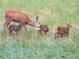 Doe deer with three fawns in a green grassy field at 31 Wild Tiger Ln, Boulder, CO 80302