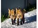 Two baby foxes in the snow, walking towards the camera in front of a fence at 31 Wild Tiger Ln, Boulder, CO 80302