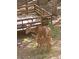 Wildlife including a mother deer and fawn at 9274 Sandy Ln, Conifer, CO 80433