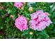 Close-up of vibrant pink flowers in a lush garden setting, showcasing the natural beauty of the landscape at 225 N Ivanhoe St, Denver, CO 80220