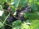 Close-up shot of healthy grape vines and leaves growing at this property at 1354 Avgare Way, Erie, CO 80516