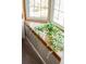 Close-up of a sunlit window box filled with lush greenery on a polished wood sill and cozy neutral carpeting at 12662 W Asbury Pl, Lakewood, CO 80228