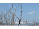 Snow-capped mountains are visible through barren tree branches against a clear blue sky at 8975 S Coyote St, Highlands Ranch, CO 80126