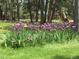 Beautiful flower garden of Irises in the front yard of a beautiful home at 5030 Cedar Way, Elizabeth, CO 80107