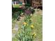 Beautiful spring garden with flowering irises and perennials, stone pathway, and a house in the background at 5030 Cedar Way, Elizabeth, CO 80107